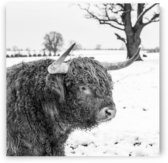 Iconic Highland Cow by Assaf Frank