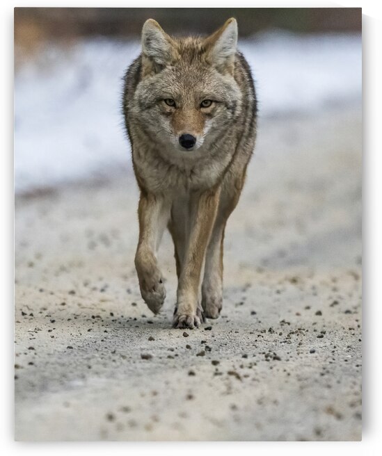 Coyote Encounter: A Wild Connection by Caio Paagman Photography