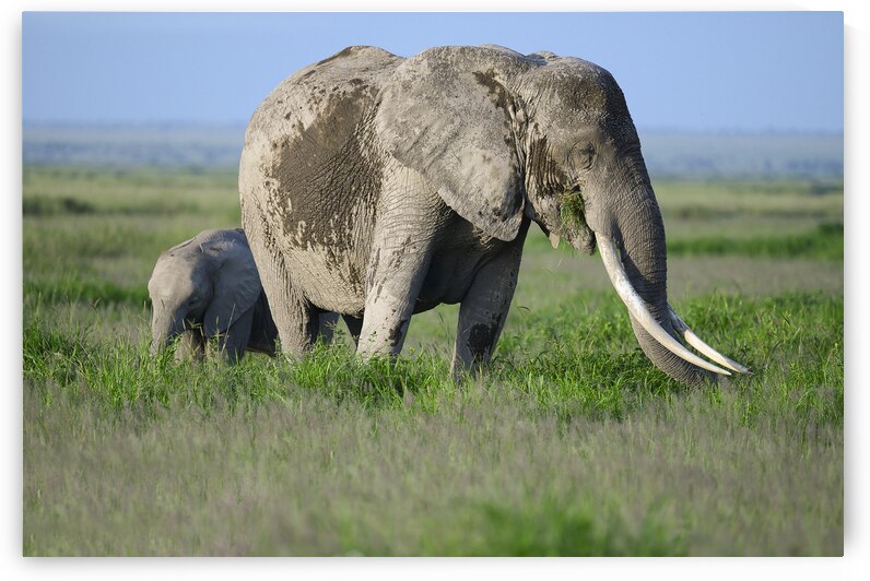 Amboseli Big Tusker by Drew Turnbull Photography