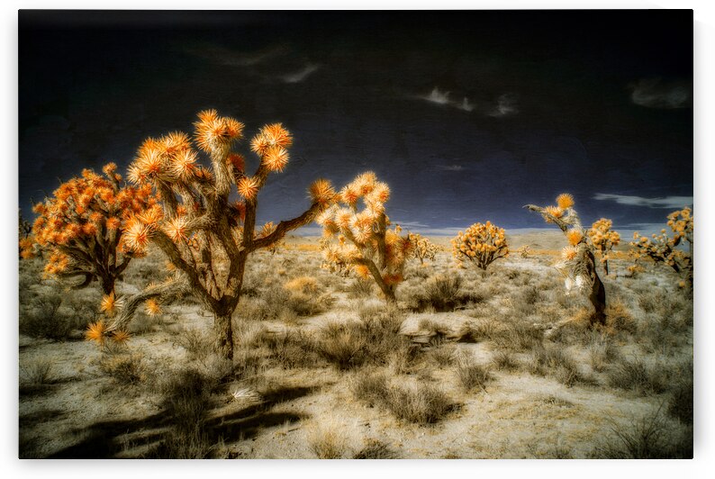 Joshuas Celestial Canopy by Dream World Images