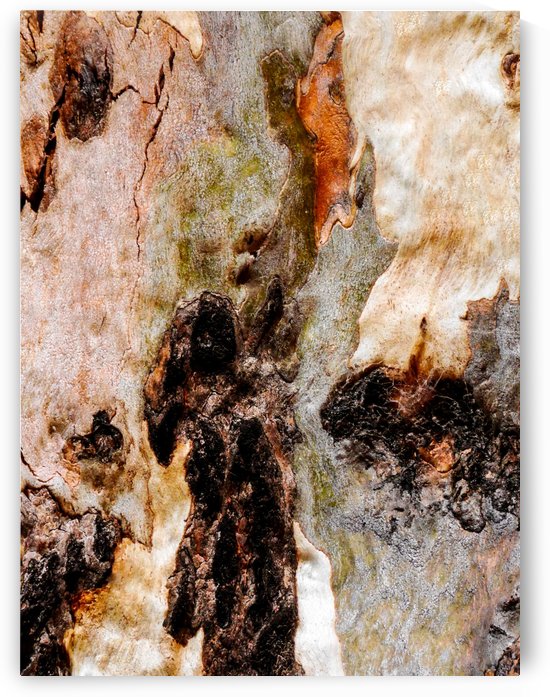 Ghost Gum Bark - 3 by Lexa Harpell