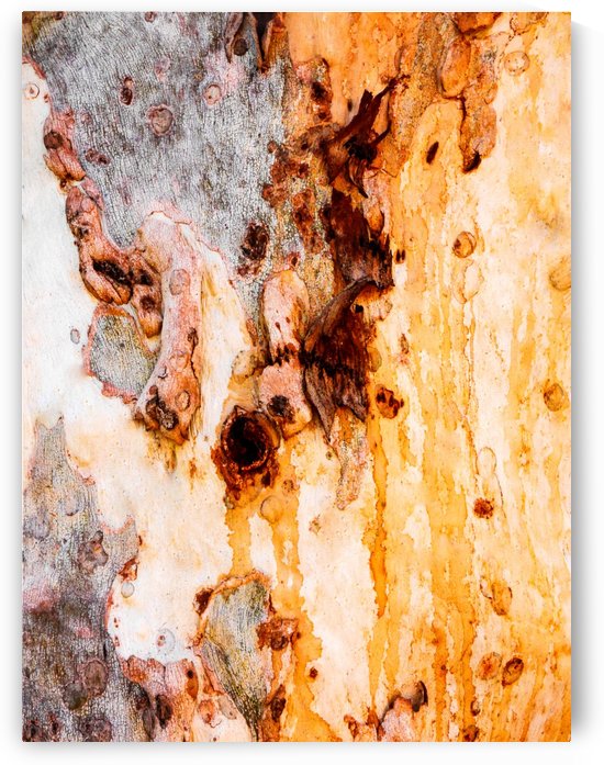 Ghost Gum Bark - 4 by Lexa Harpell