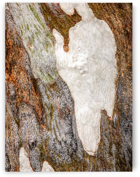 Ghost Gum Bark - 5 by Lexa Harpell