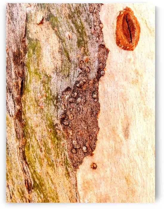 Aussie Gum Tree Bark - 3 by Lexa Harpell