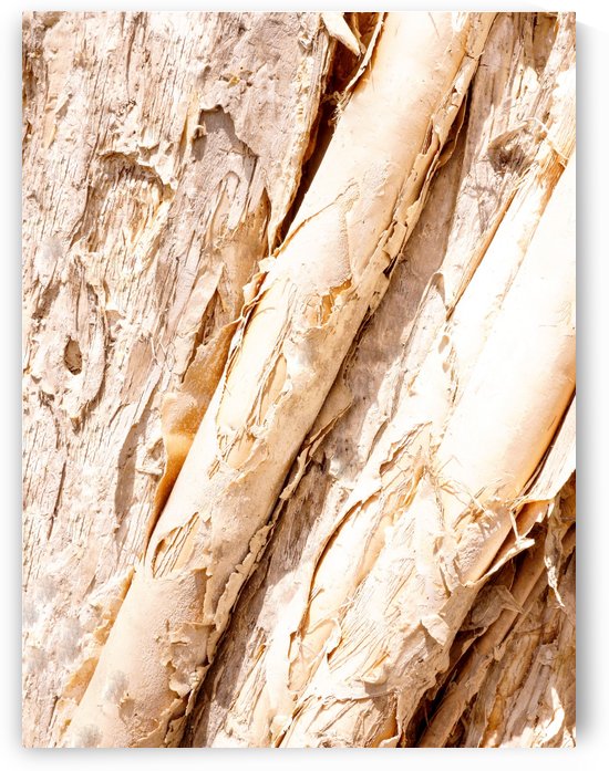 Aussie Gum Tree Bark - 7 by Lexa Harpell