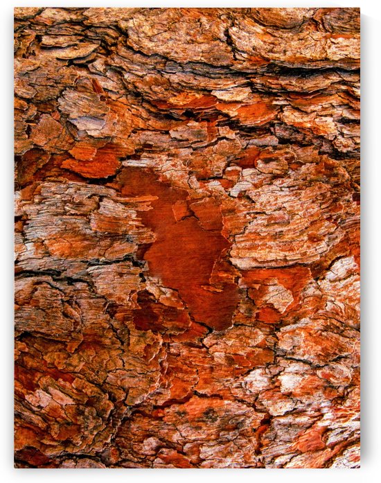 Aussie Gum Tree Bark - 6 by Lexa Harpell