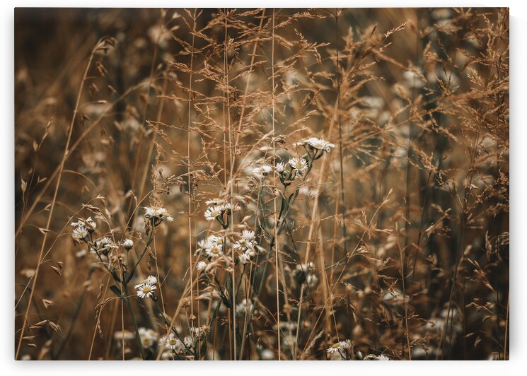 Summter Wildflower Tangle by Jason Fink