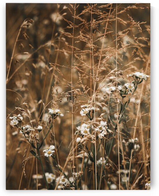 Summer Wildflower Tangle Portrait by Jason Fink