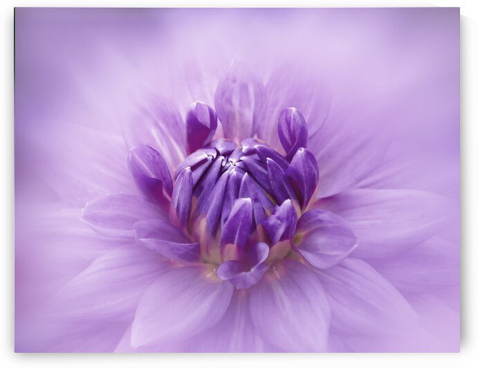 Purple Dahlia by Joan Han