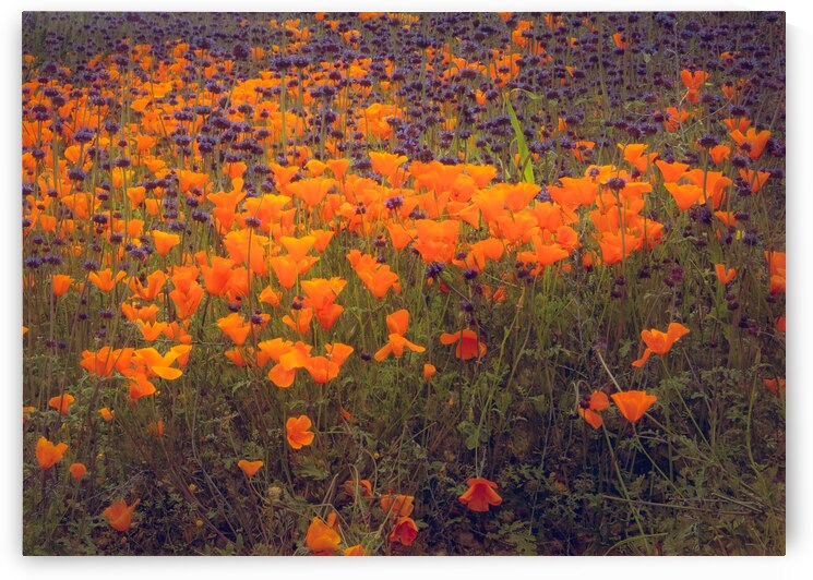 California Poppy Super Bloom Flowers by Norma Brandsberg Photography