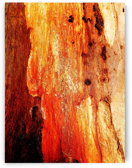 Murray Gum Tree Bark 2 by Lexa Harpell
