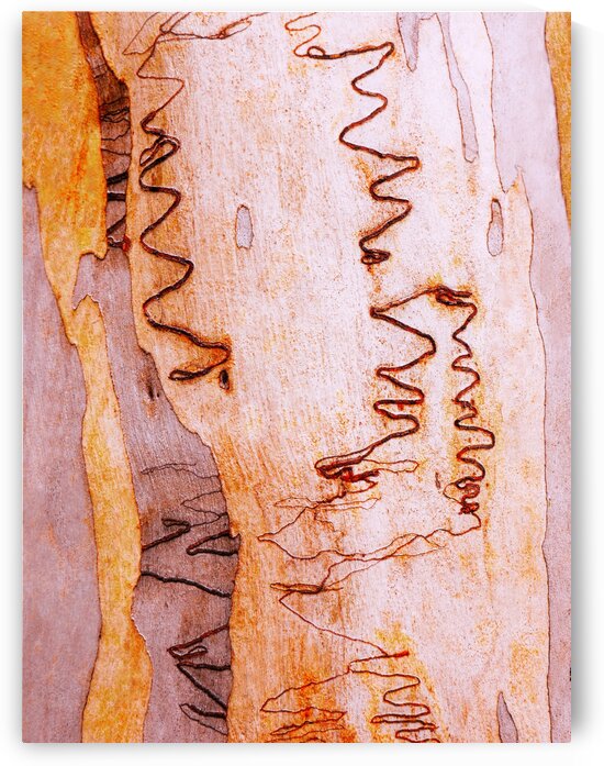 Scribbly Gum Tree Bark 2 by Lexa Harpell