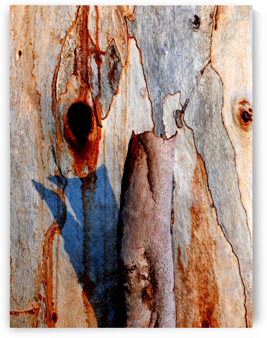 Murray Gum Tree Bark 5 by Lexa Harpell