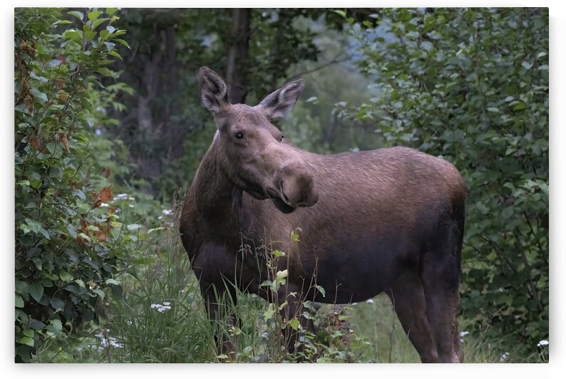 Majestic Moose: Exploring the Wilderness Giants  by Caio Paagman Photography