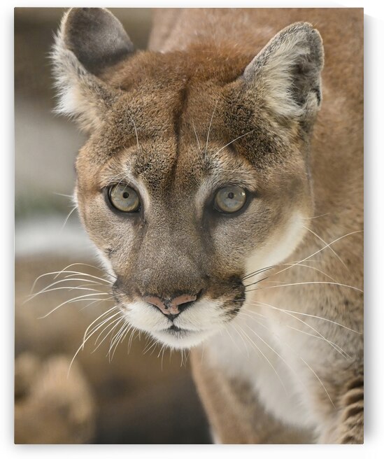 Close Call:Surviving a Cougar Encounter by Caio Paagman Photography
