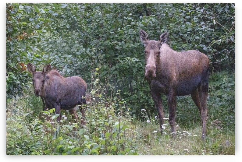 Mother Moose & Calf: A Journey of Love and Nature by Caio Paagman Photography