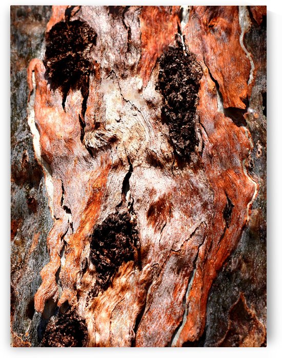 Murray Gum Tree Bark 9 by Lexa Harpell