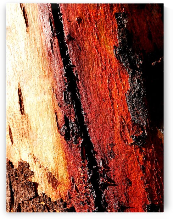 Murray Gum Tree Bark 11 by Lexa Harpell