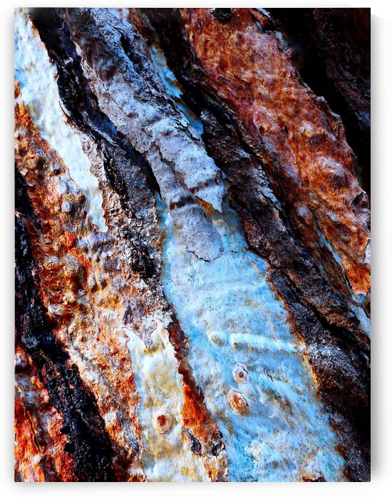 Murray Gum Tree Bark 14 by Lexa Harpell
