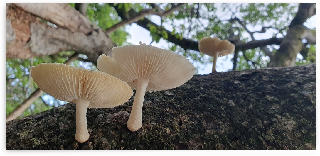 take root anywhere by Carinou Art