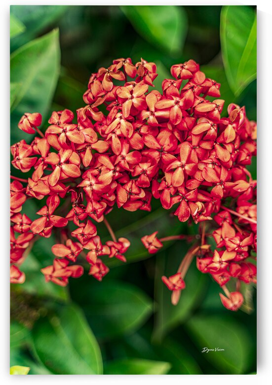 ARTISTIC EXPRESSION 26 by Eric Dycus