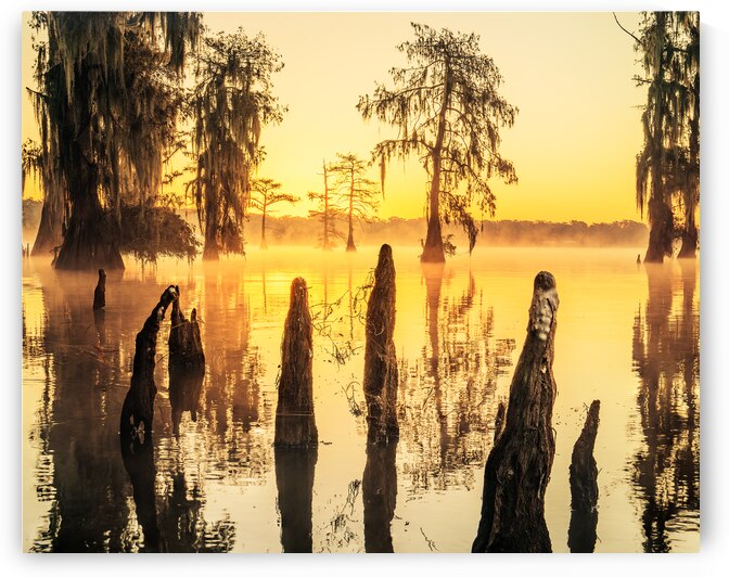 Golden Attakapas by Andy Crawford