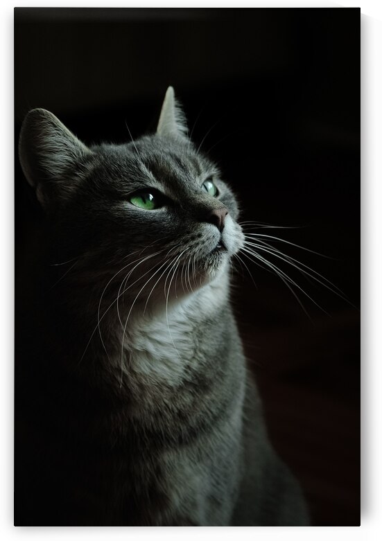 cat kitty kitten mammal pet by Loissa90