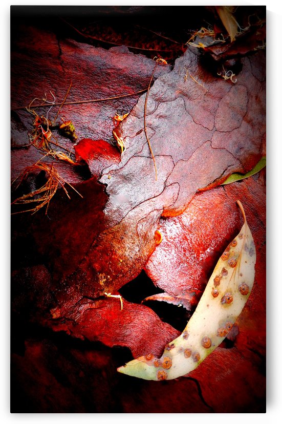 Aussie Gum Tree Bark - 10 by Lexa Harpell