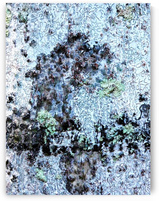 Aussie Gum Tree Bark - 11 by Lexa Harpell