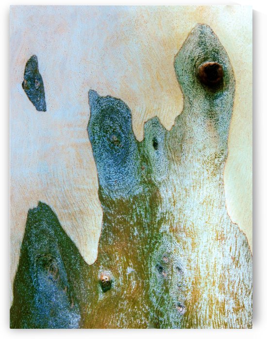 Aussie Gum Tree Bark - 14 by Lexa Harpell