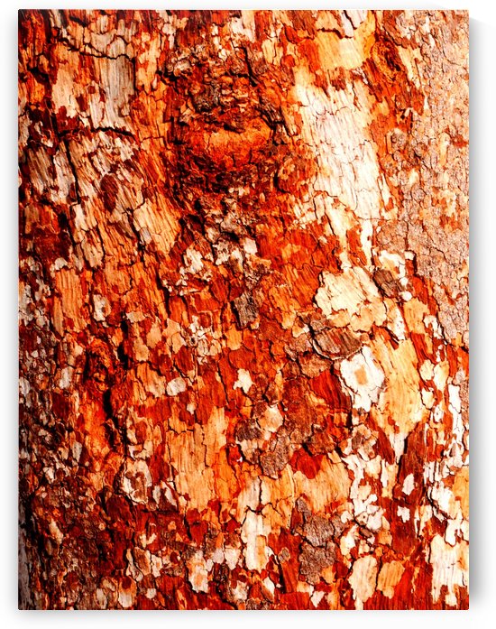 Aussie Gum Tree Bark - 15 by Lexa Harpell
