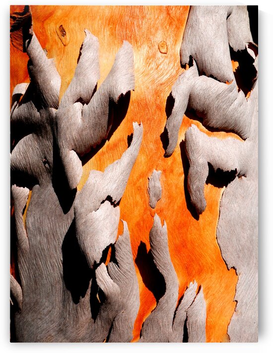Salmon Gum Tree Bark 6 by Lexa Harpell