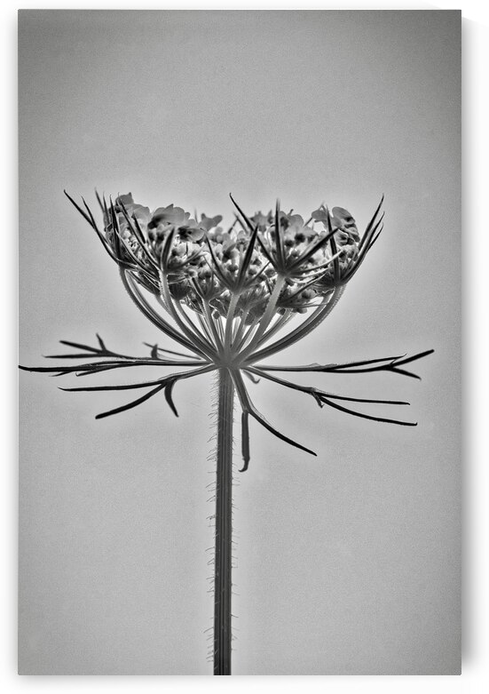 Fleur de carotte sauvage by Nemo