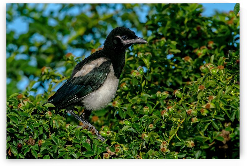 Black billed Magpie immature  by Nature Photo Northwest