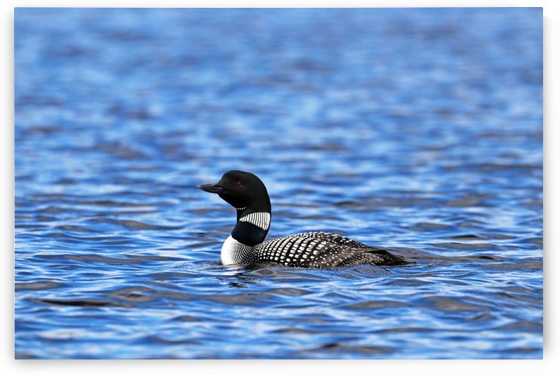 Spirit Of Northern Lakes by Deb Oppermann