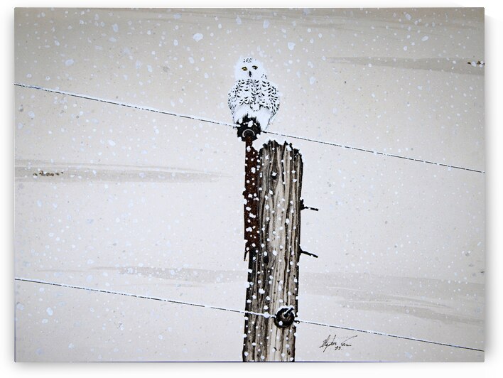 Snowy Owl Painting by Stephen Emms
