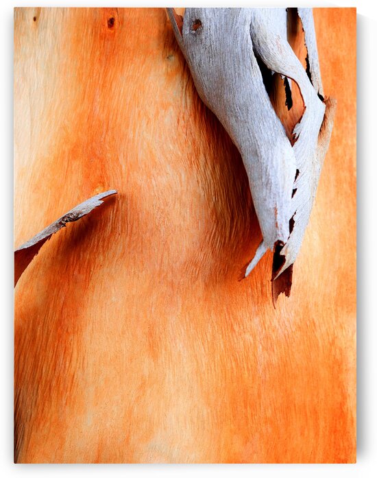Salmon Gum Tree Bark 7 by Lexa Harpell