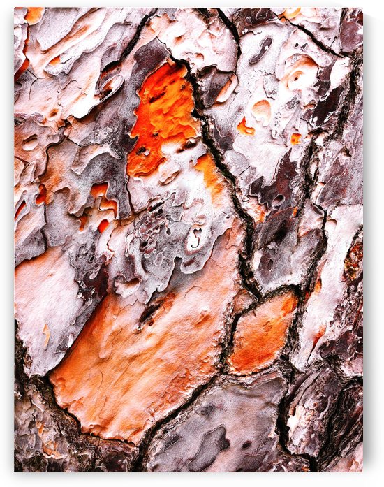 Pine Tree Bark 2 by Lexa Harpell