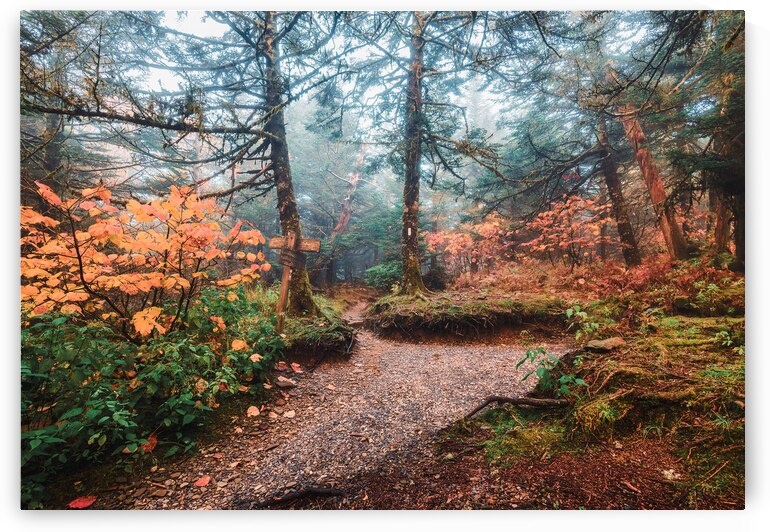 Appalachian Trail Wall Art | Clingman’s Dome Scenic Path by Vivien Salas