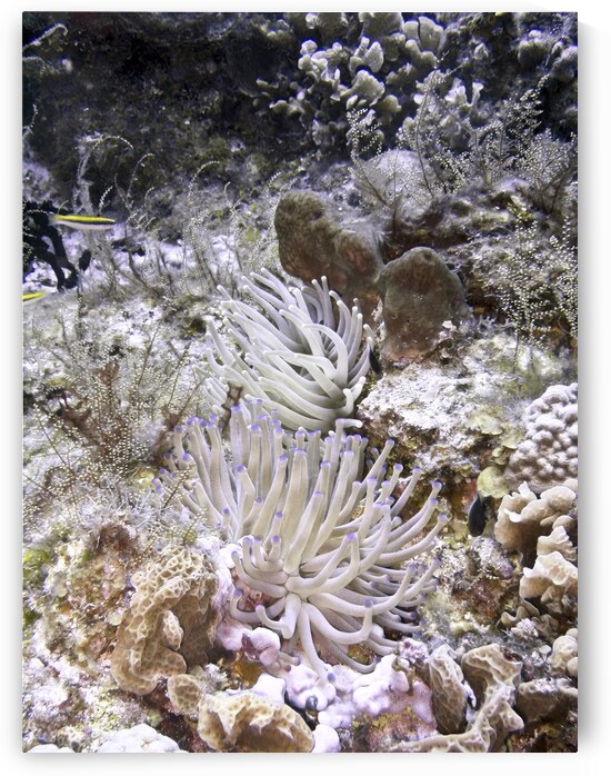 Download by DeepEarth Photography