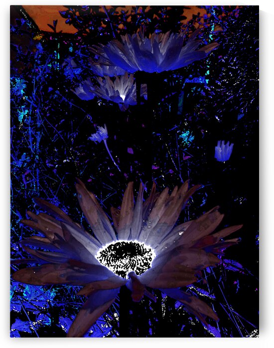 Abstract Vivid Cool Rocking Daises by Catriona Roberts Nature Photography and Designs