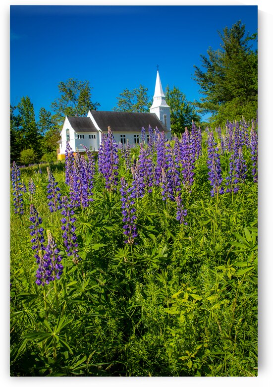 Lupines and the Steeple by Jeff Folger