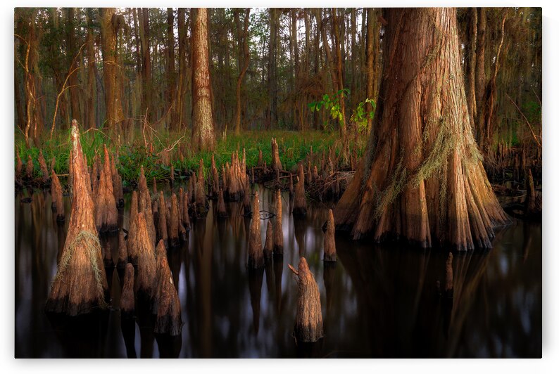 Morning Grace by Andy Crawford