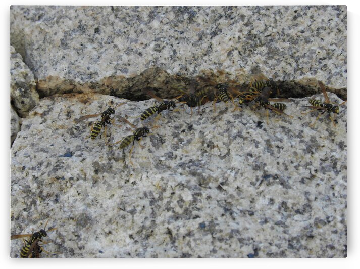 natural habitat by Carinou Art