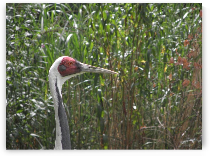 on the lookout by Carinou Art