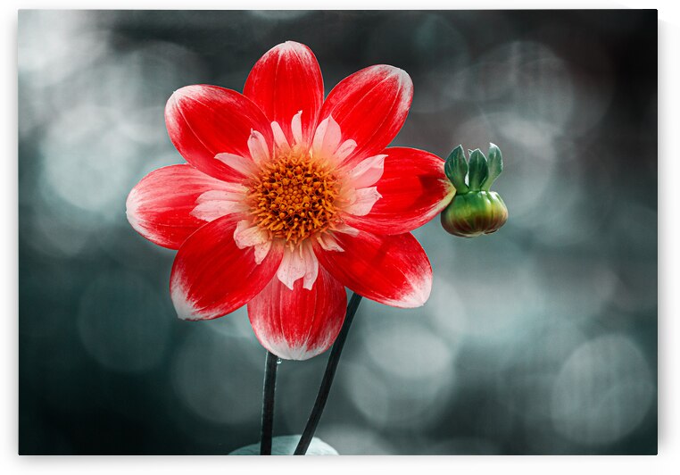 Red and White Dahlia by Joan Han