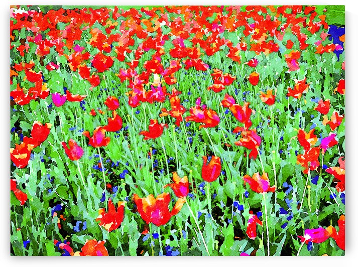 Vibrant watercolor painting of red tulip field in bloom by Gestalt Imagery