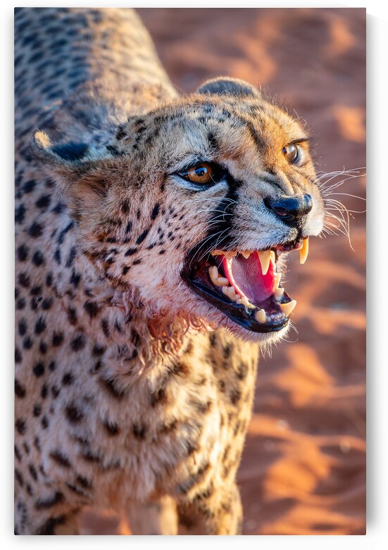 Angry cheetah portrait Namibia                           by DELPHIMAGES