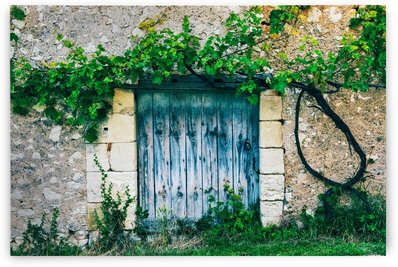Old door with vine by DELPHIMAGES