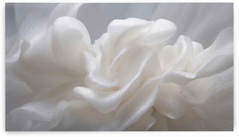 White Flora Fauna and Fabric Dream of Matisse 30 by The Mabazza Foundation 